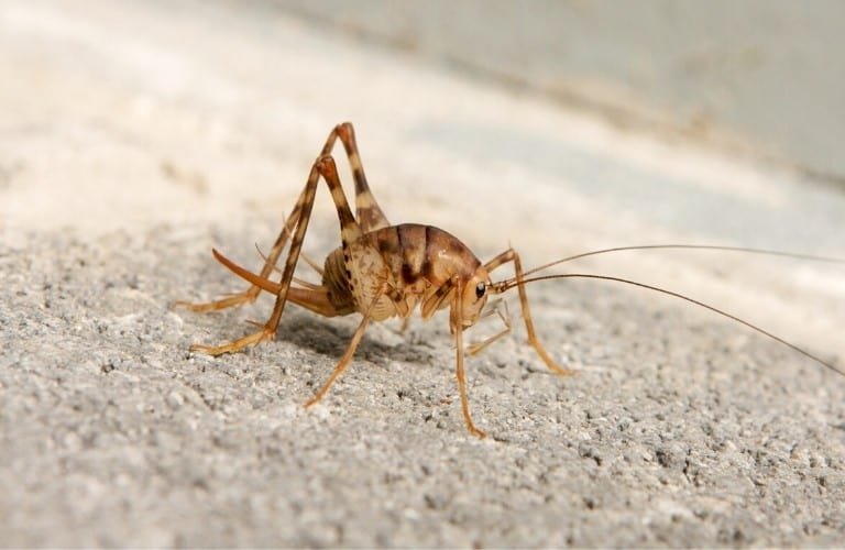 A camel cricket walking on concrete.