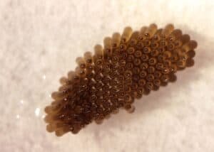mosquito egg raft deposited by a culex