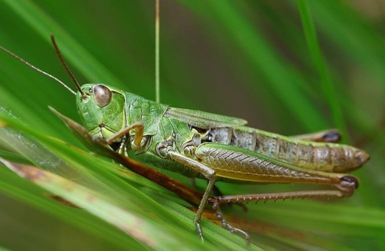 An adult grasshopper resting on a tall leaf stalk.