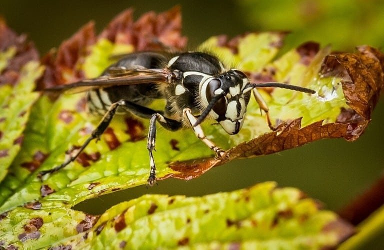 A bald-faced hornet on a diseased leaf.