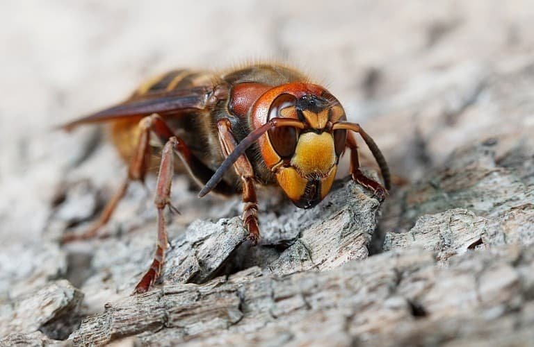 A large hornet crawling across bark on a tree.