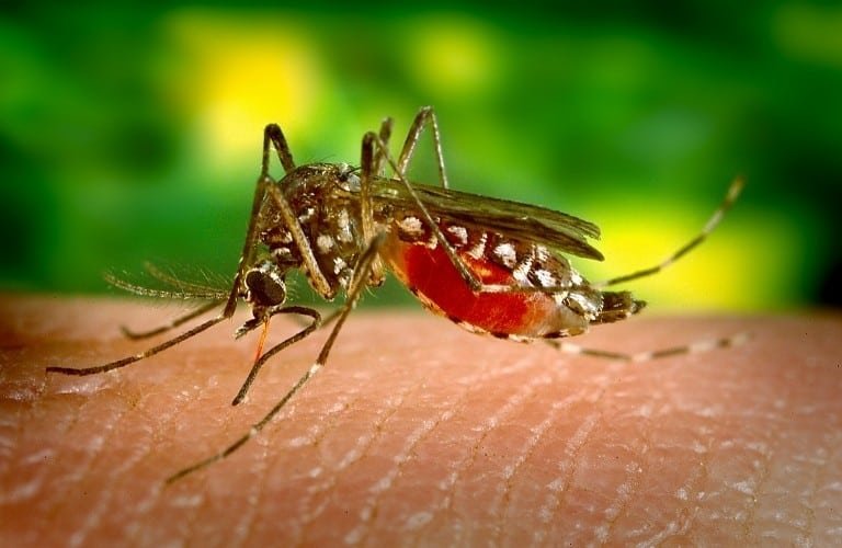 A black and white mosquito enjoying a blood meal from a person.