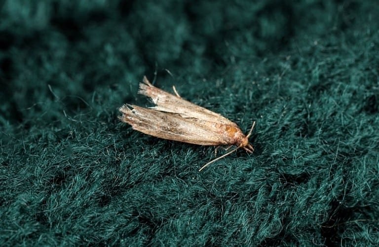 A common clothes moth on a dark green sweater.