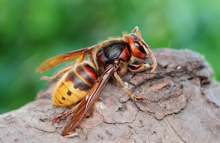 A close-up of a European hornet on a piece of bark.