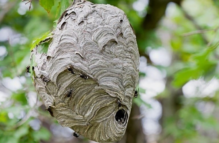 A hornet nest in a tree.