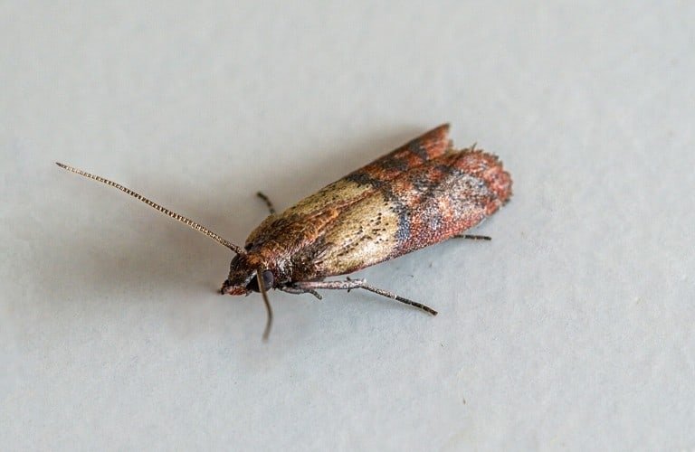 An Indian meal moth on white background.