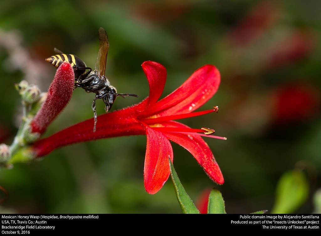 Image of Mexican Honey Wasp (Vespidae, Brachygastra mellifica) on red flower