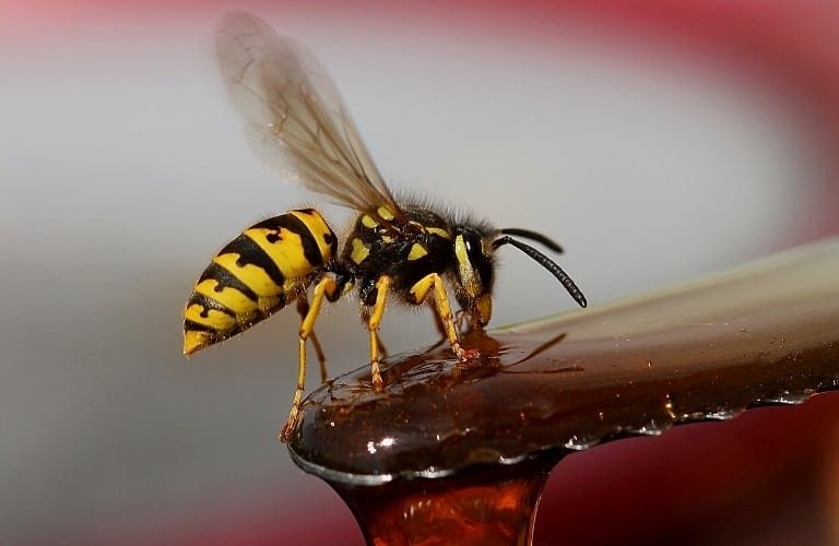 A yellow jacket drinking a sticky liquid.