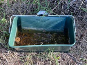 home-made mosquito trap with sticks and grass in a bucket