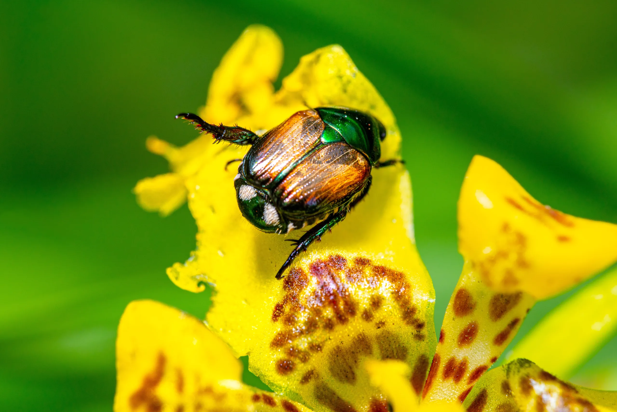 understanding-the-life-cycle-of-the-japanese-beetle