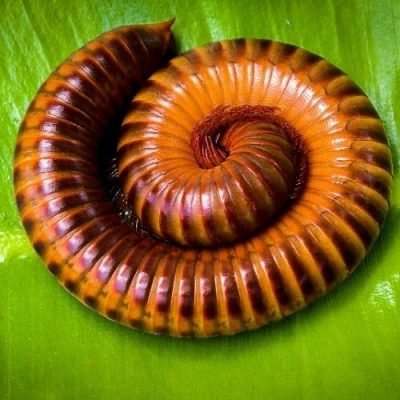 A brown and orange millipede curled up tightly on a green leaf.