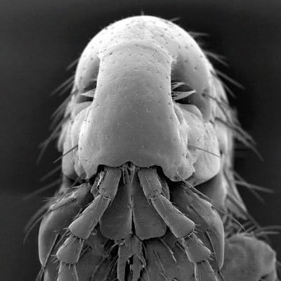 Human Flea Under Magnification